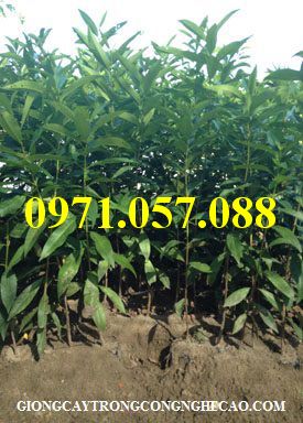 GIỐNG CÂY VỐI NẾP